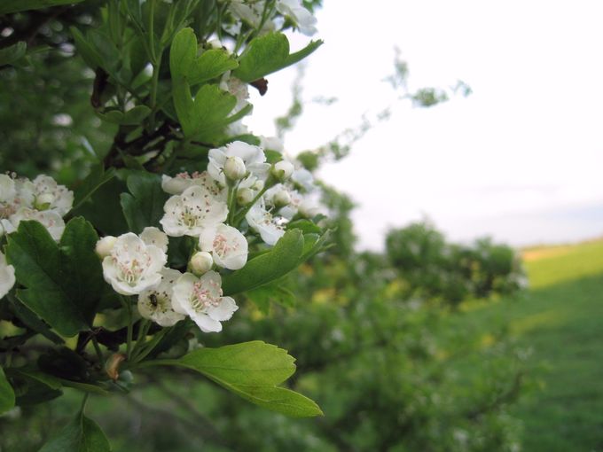 Hawthorn blooming in a hedgerow at White Horse Hill, Oxfordshire (photo Tim Healey)