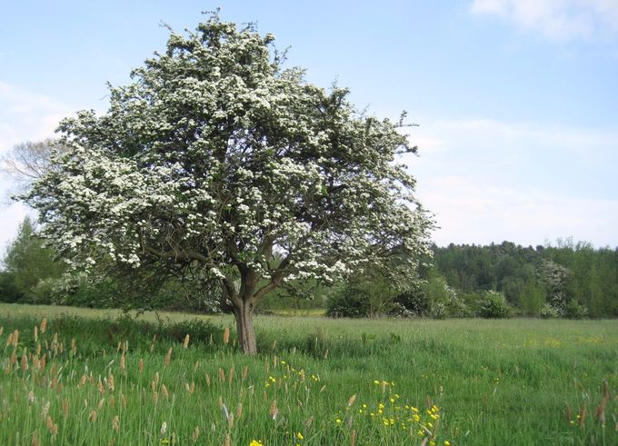 A solitary May-tree in the meadows at Minster Lovell, Oxfordshire (photo Tim Healey)